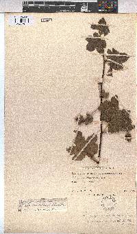 Gossypium herbaceum subsp. africanum image