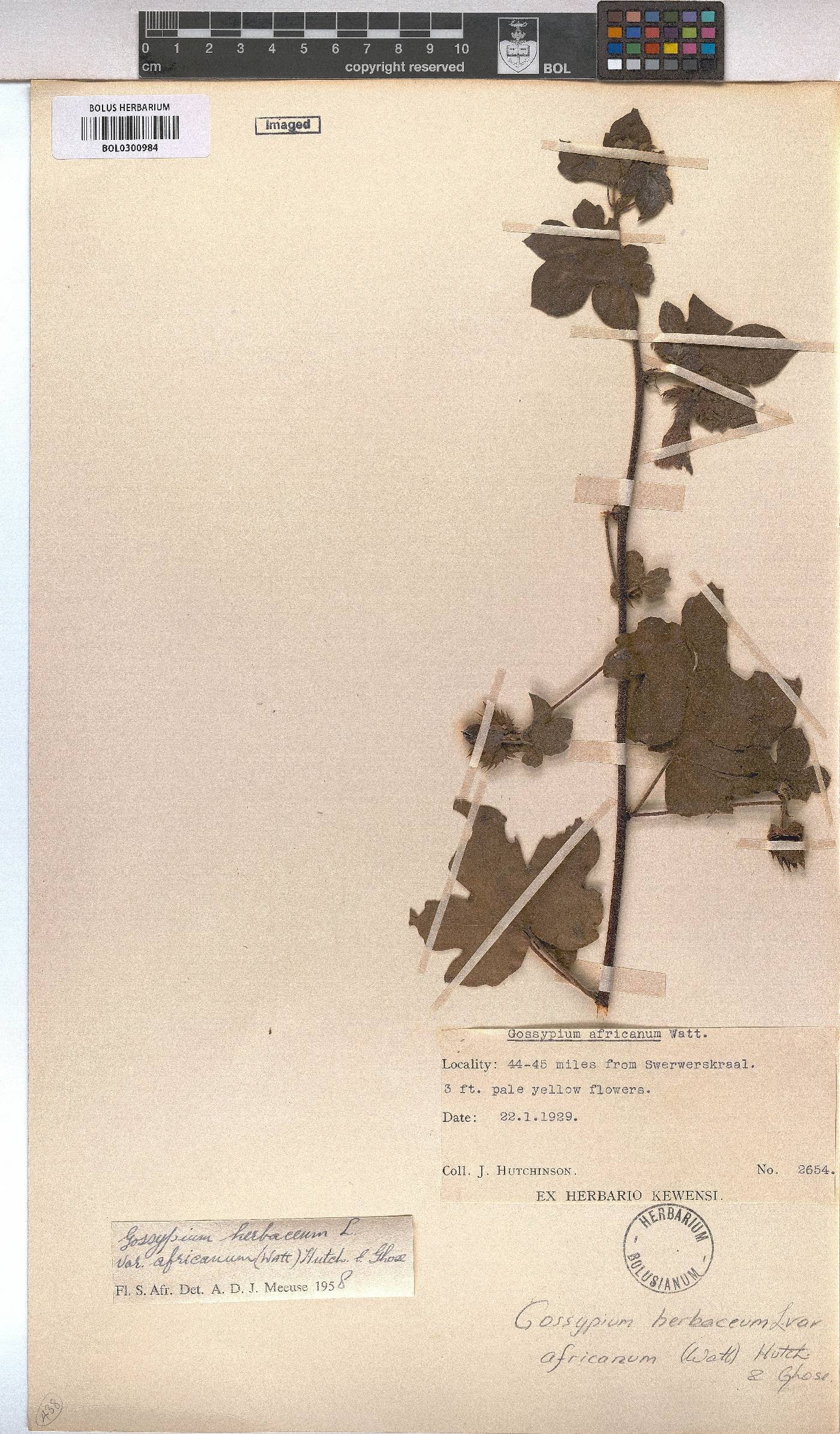 Gossypium herbaceum image