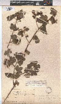 Gossypium herbaceum subsp. africanum image