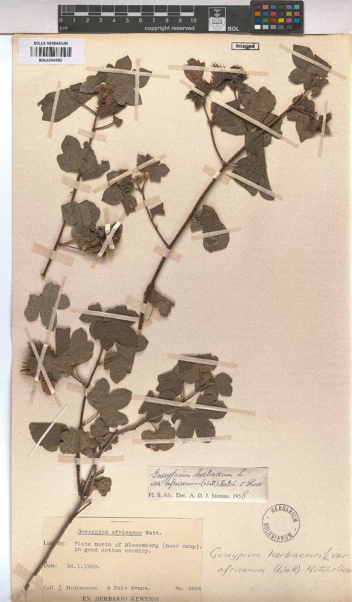 Gossypium herbaceum subsp. africanum image