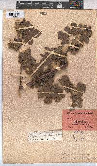 Gossypium herbaceum subsp. africanum image