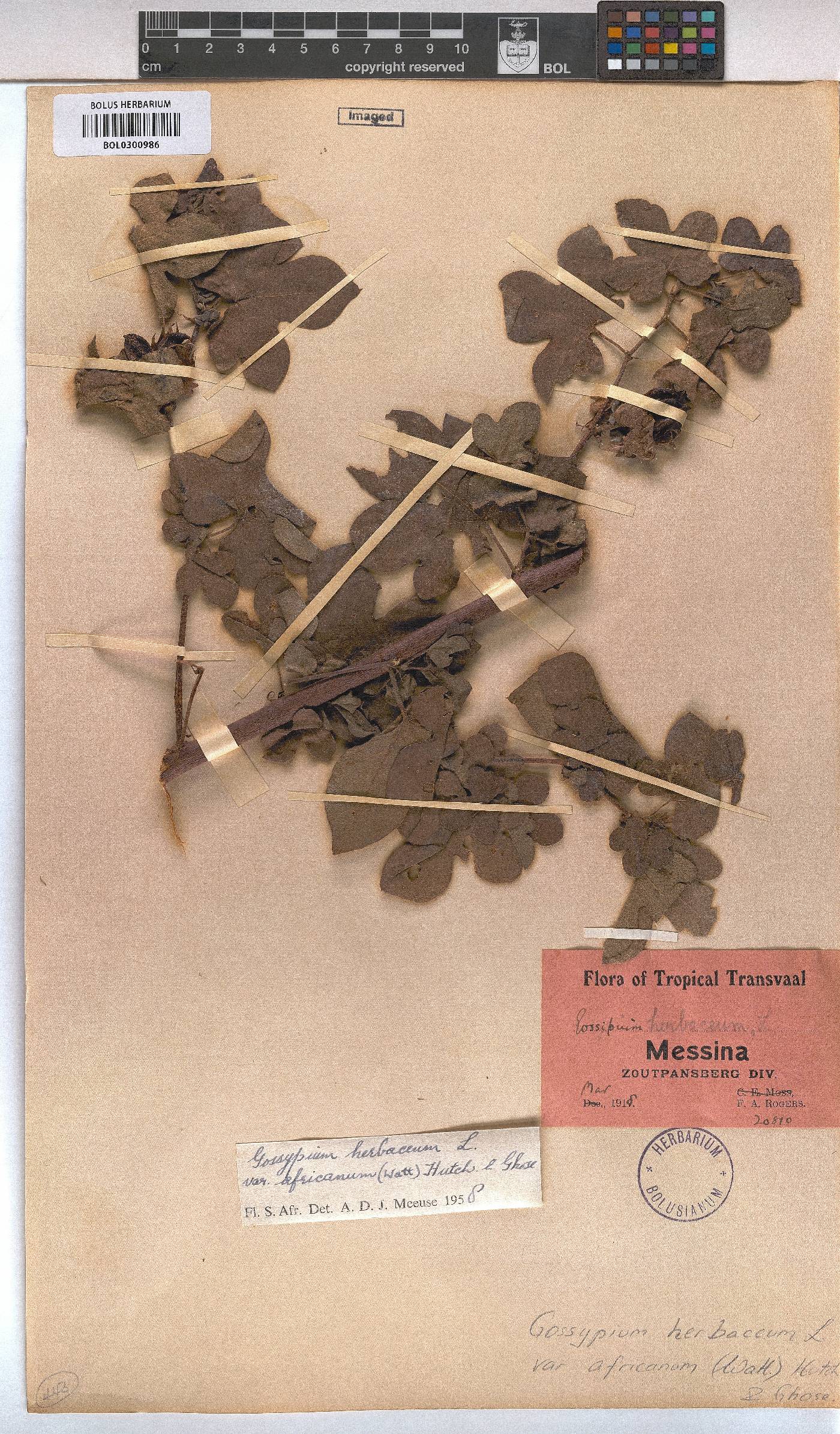Gossypium image