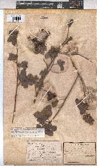 Gossypium herbaceum image