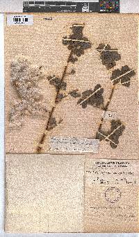 Gossypium herbaceum subsp. africanum image