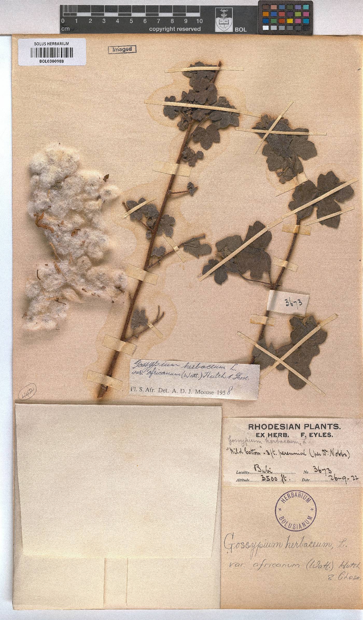 Gossypium herbaceum subsp. africanum image