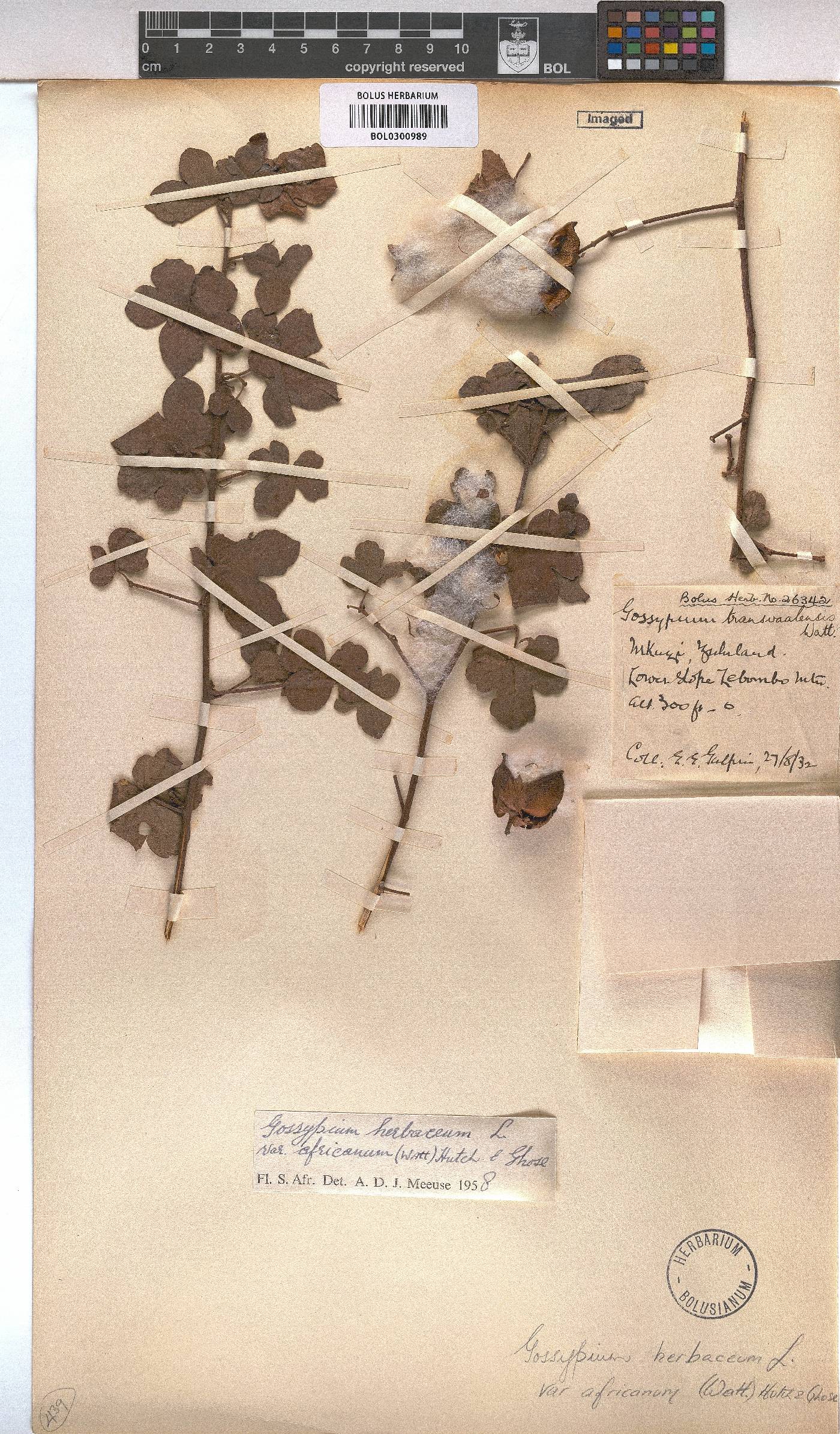 Gossypium herbaceum subsp. africanum image