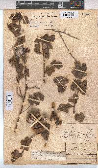 Gossypium herbaceum subsp. africanum image