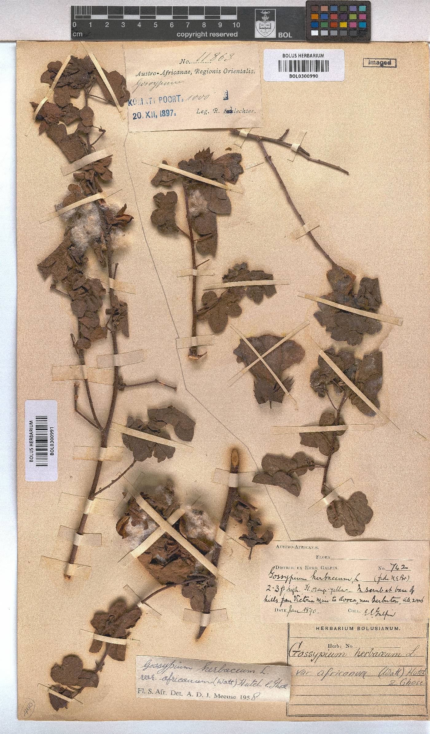 Gossypium herbaceum subsp. africanum image