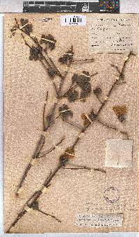 Gossypium herbaceum subsp. africanum image