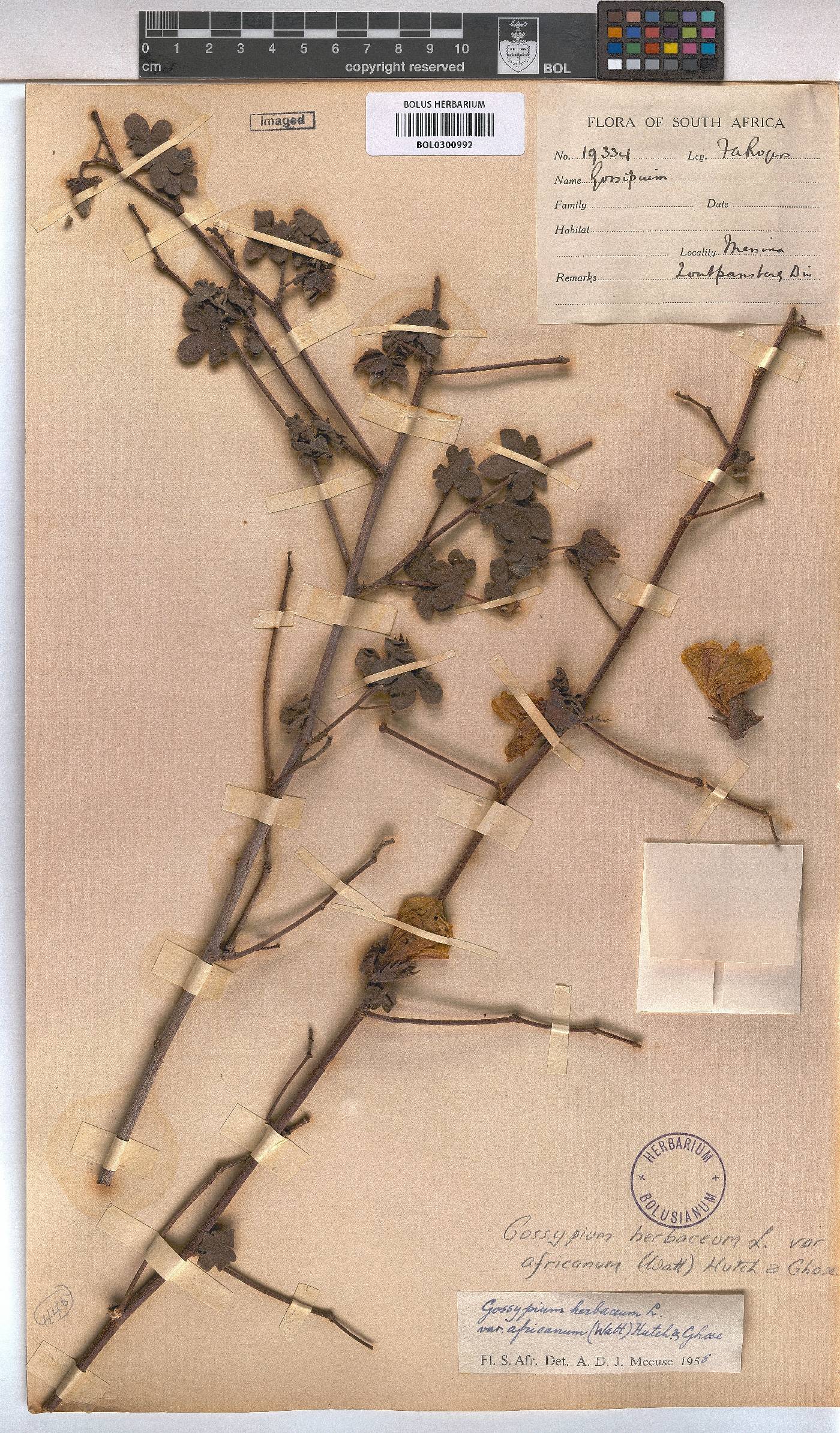 Gossypium herbaceum subsp. africanum image