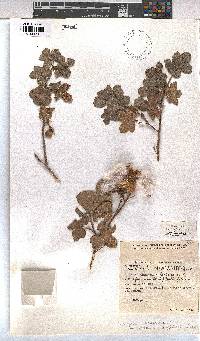 Gossypium herbaceum subsp. africanum image