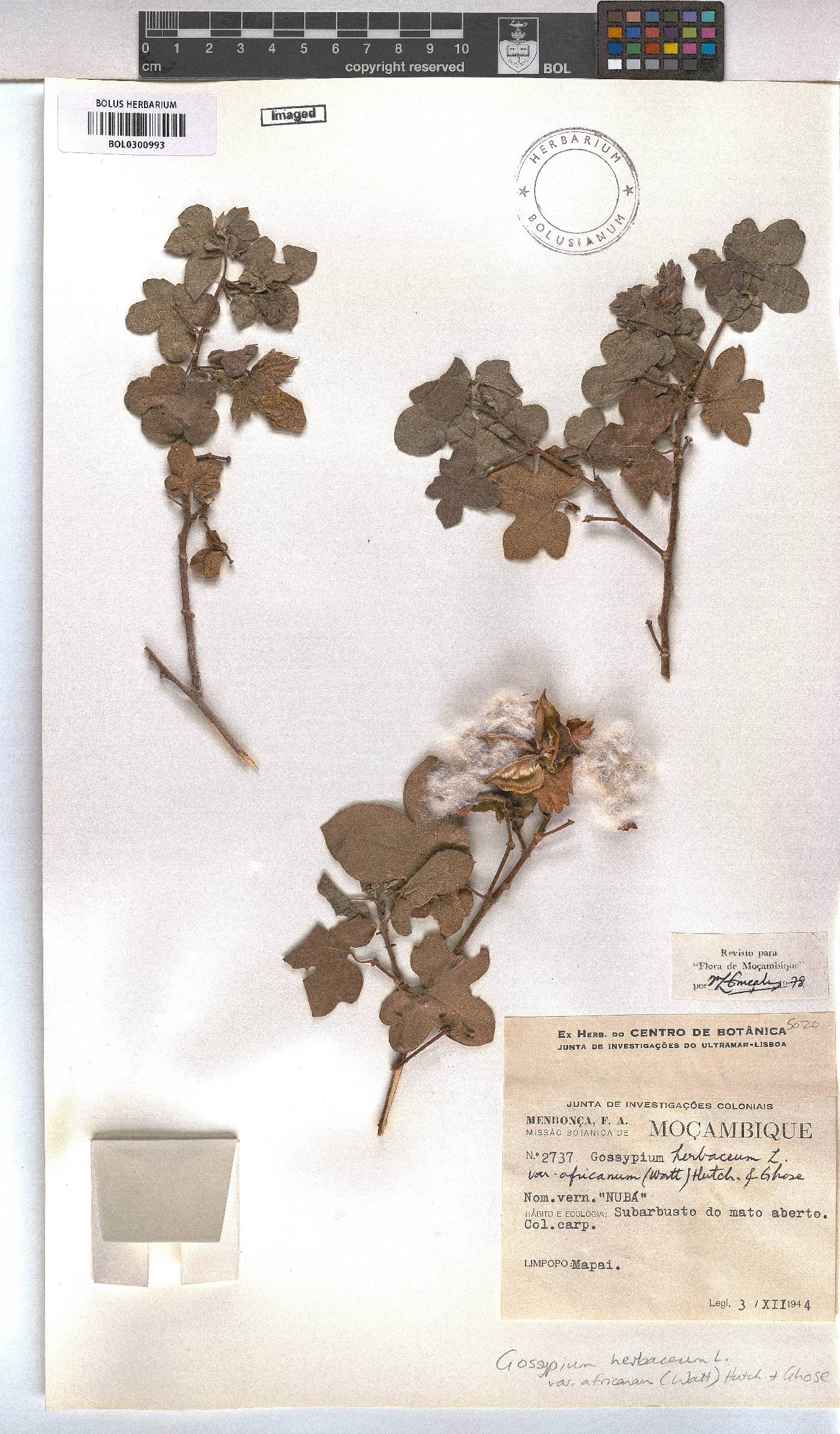 Gossypium herbaceum image