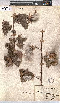 Gossypium herbaceum subsp. africanum image