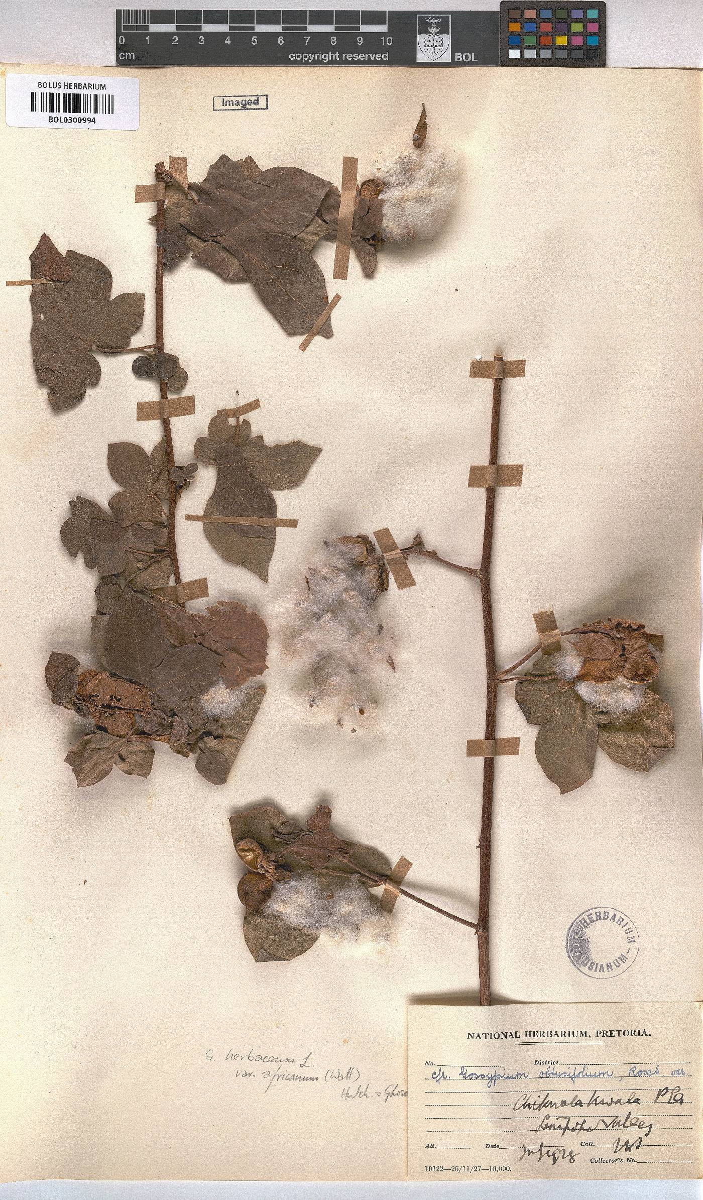 Gossypium herbaceum image