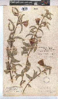 Image of Gossypium triphyllum