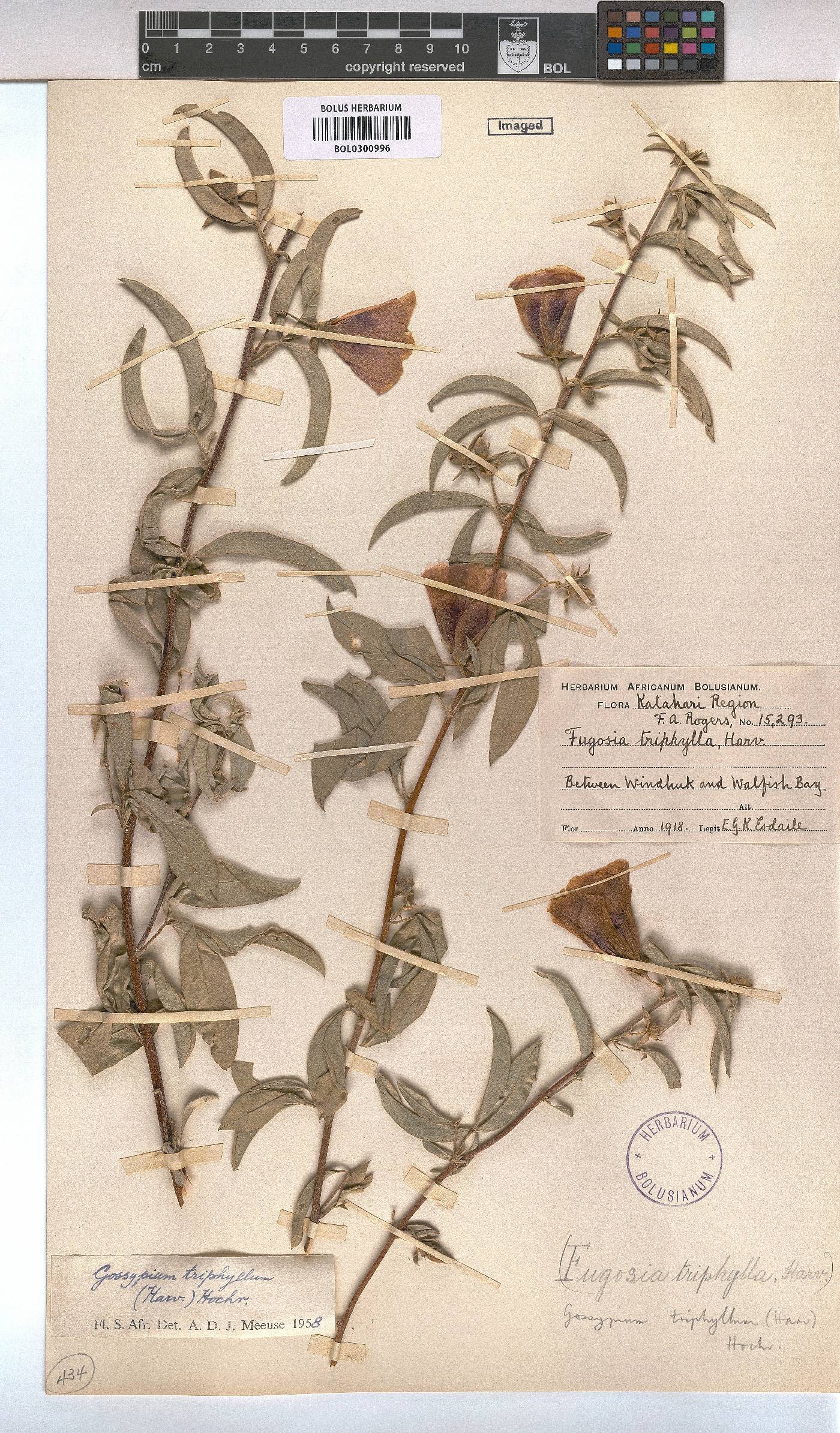 Gossypium triphyllum image