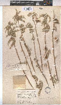 Gossypium triphyllum image