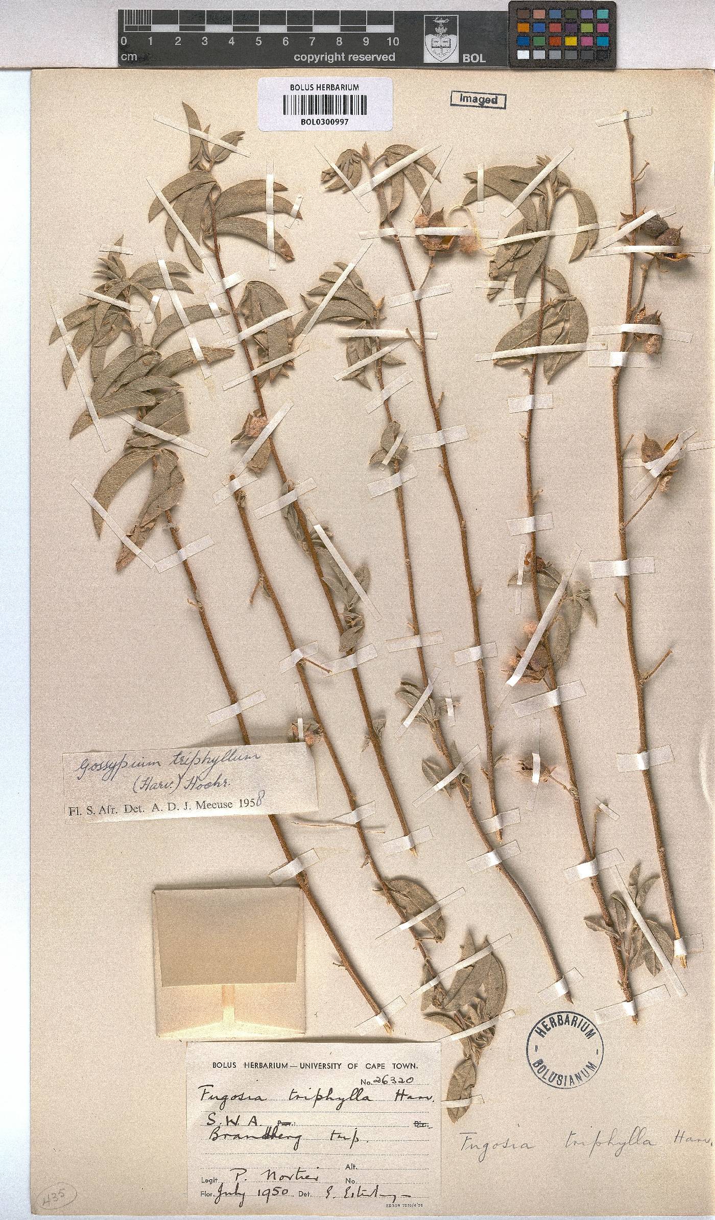 Gossypium triphyllum image