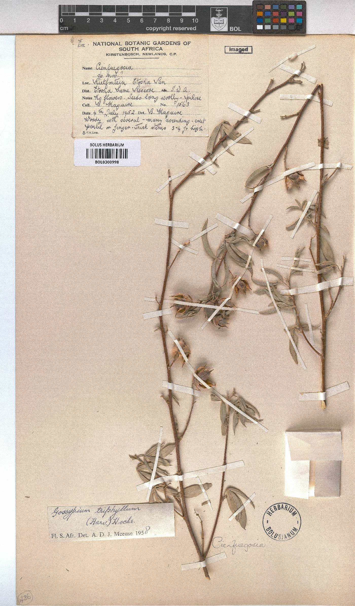 Gossypium triphyllum image