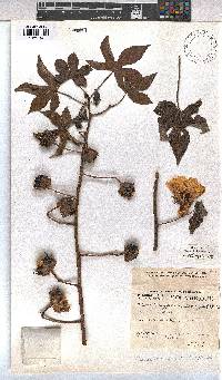 Image of Gossypioides kirkii
