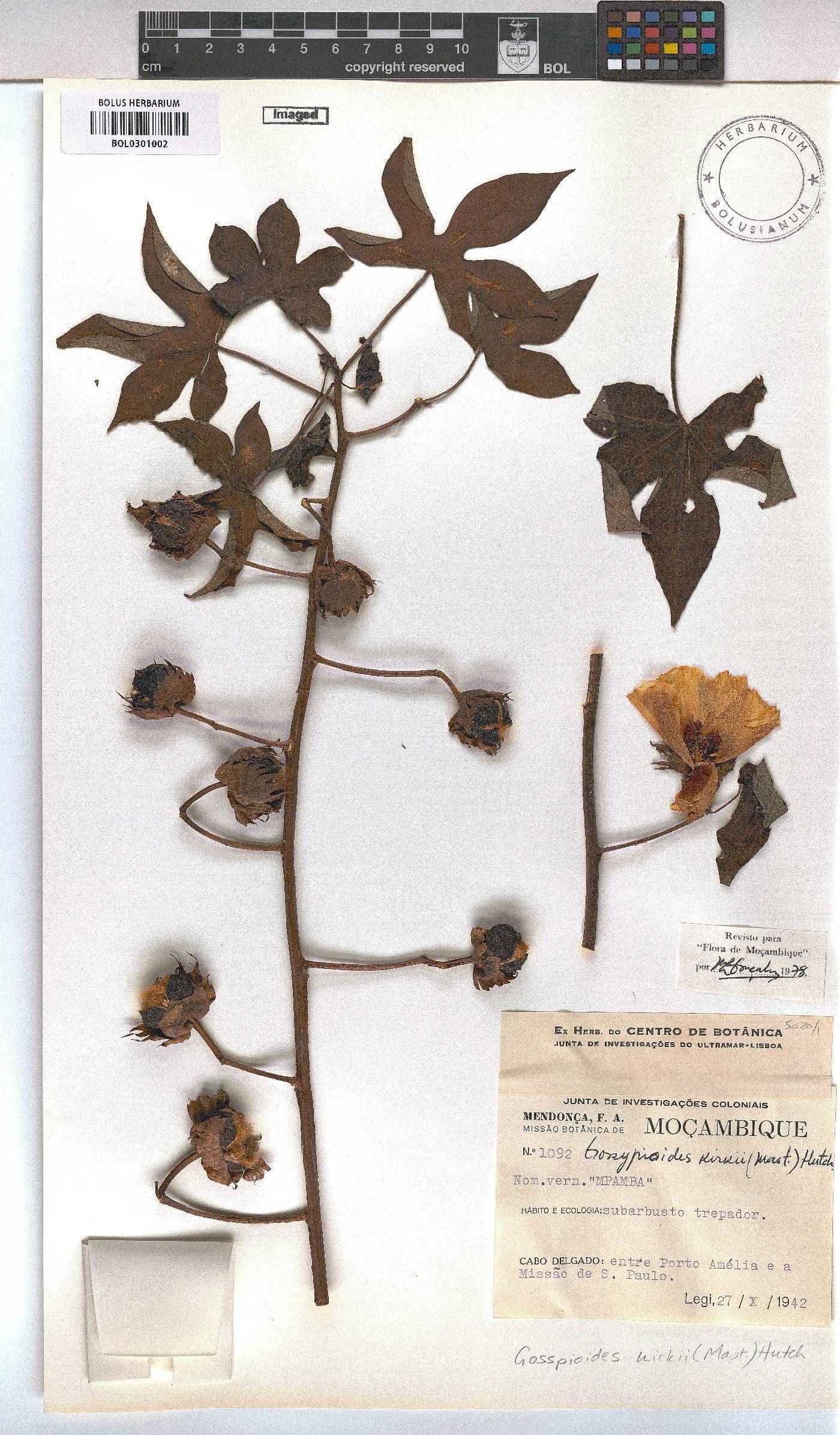 Gossypioides image