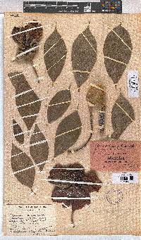 Image of Adansonia digitata