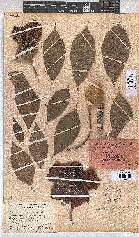 Adansonia digitata image