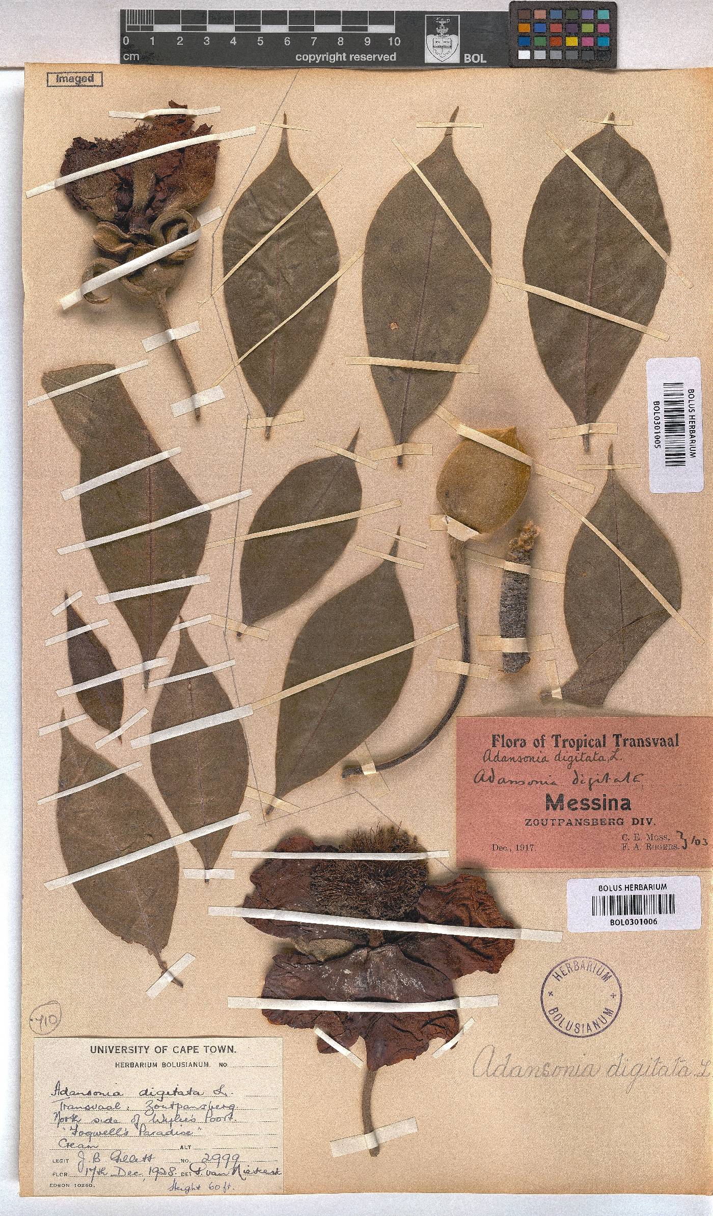 Adansonia digitata image