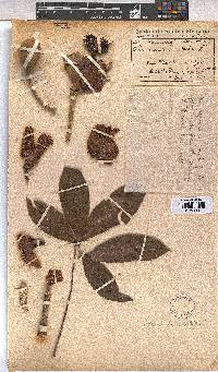 Adansonia digitata image