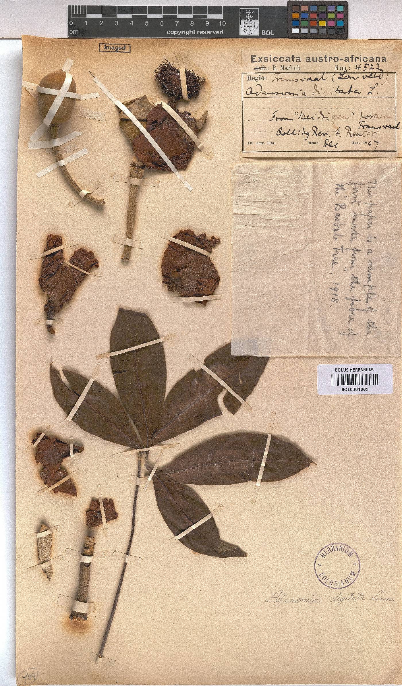 Adansonia image