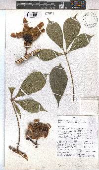 Image of Bombax costatum