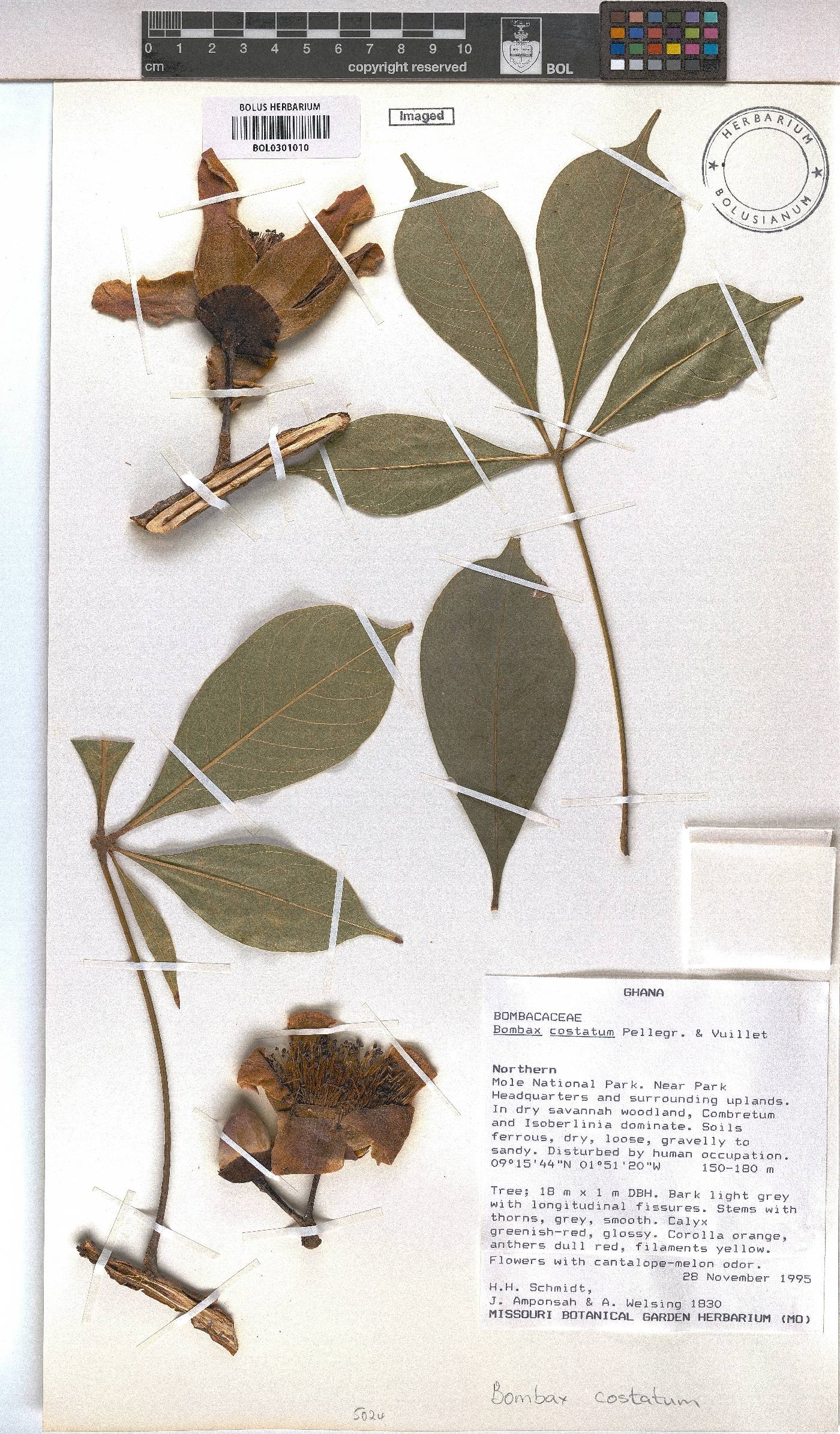 Bombax costatum image