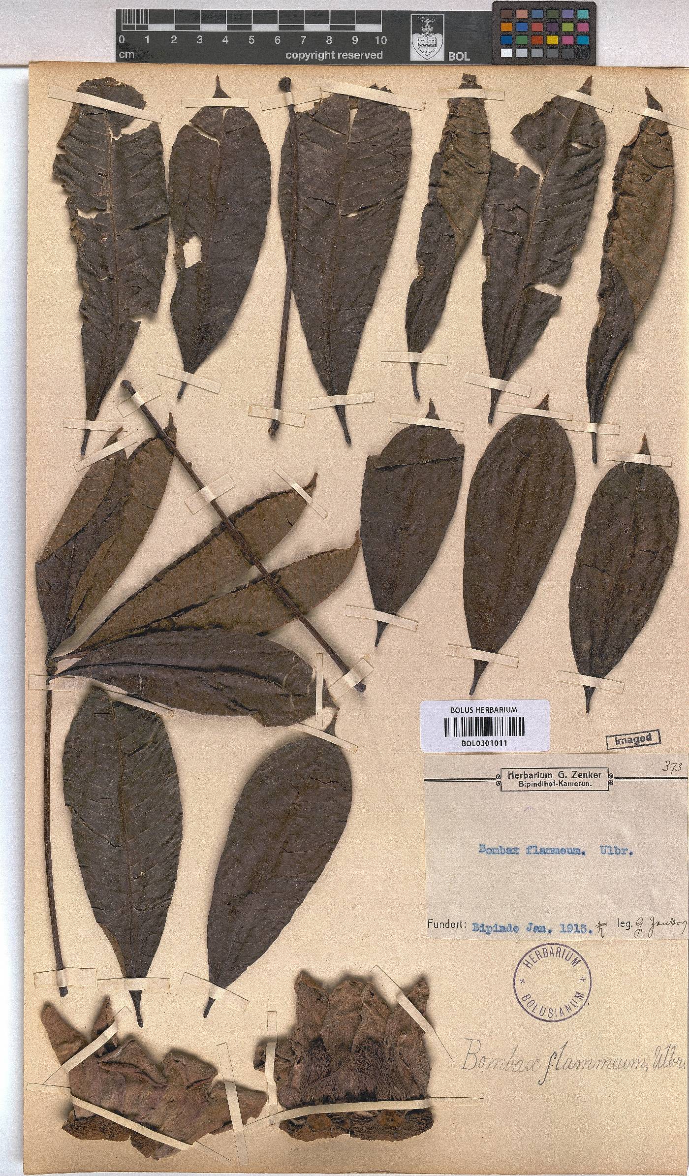 Bombax buonopozense image