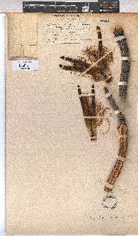 Image of Pseudobombax grandiflorum