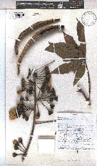 Ceiba pentandra image