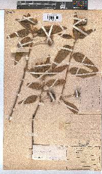 Melhania didyma image
