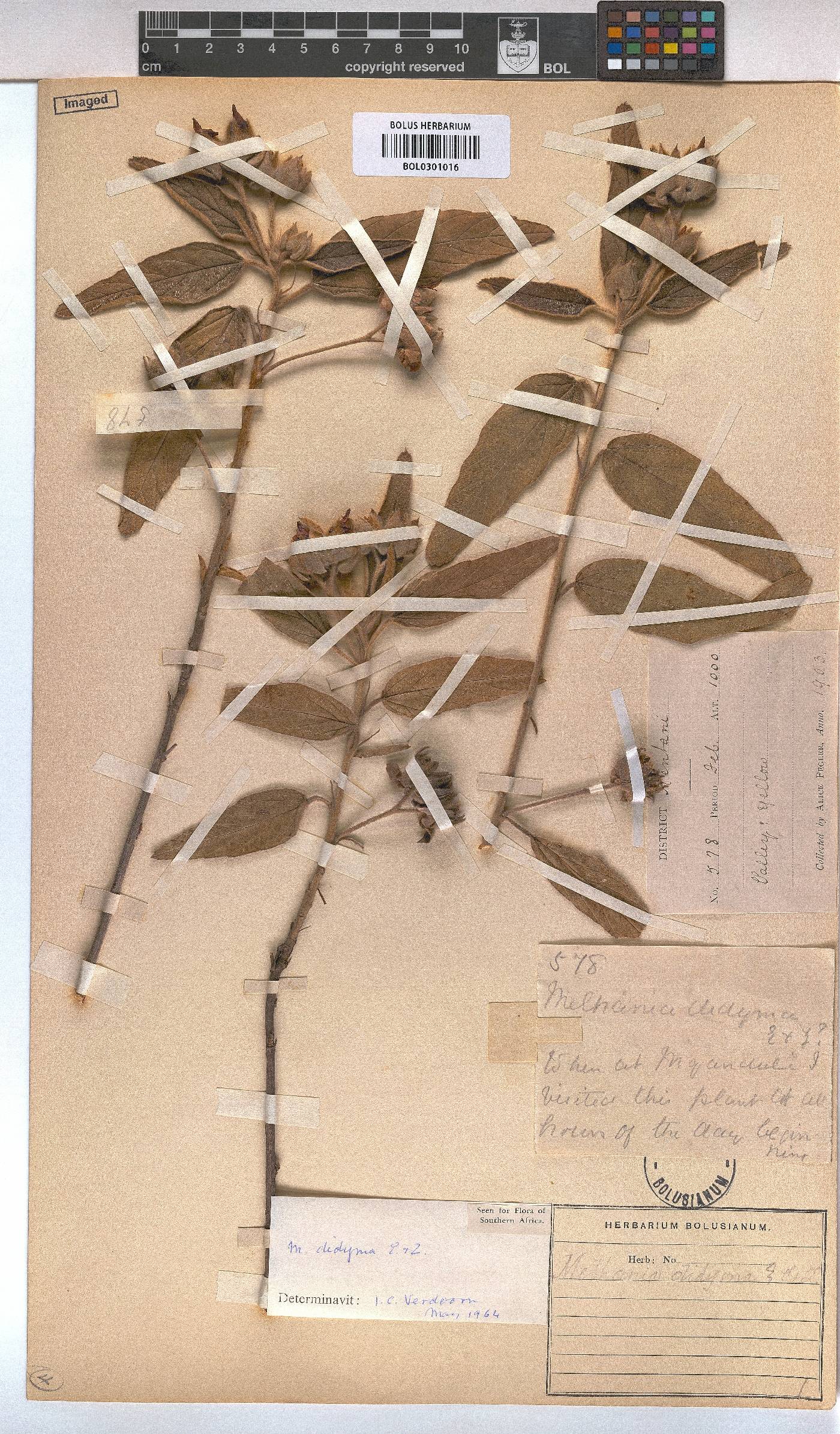 Melhania didyma image