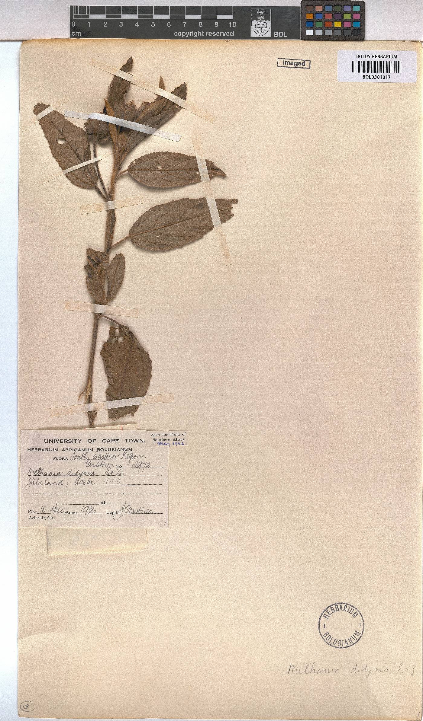 Melhania didyma image