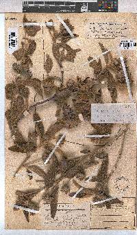 Melhania didyma image