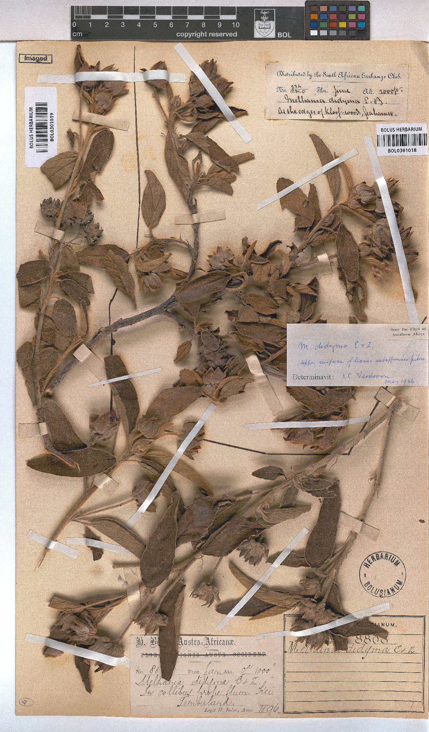 Melhania didyma image