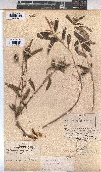 Melhania prostrata image