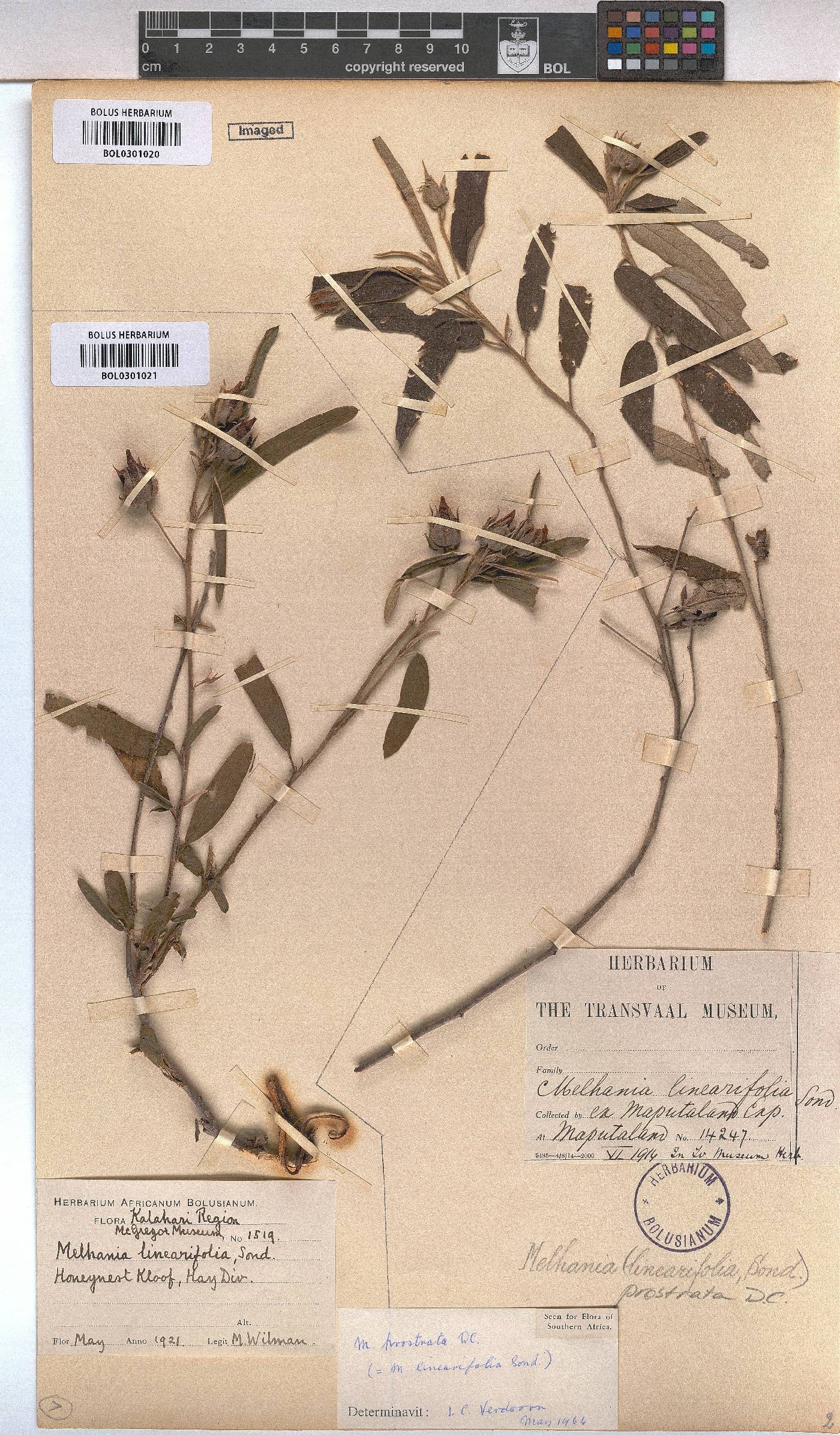 Melhania prostrata image