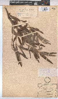 Melhania prostrata image