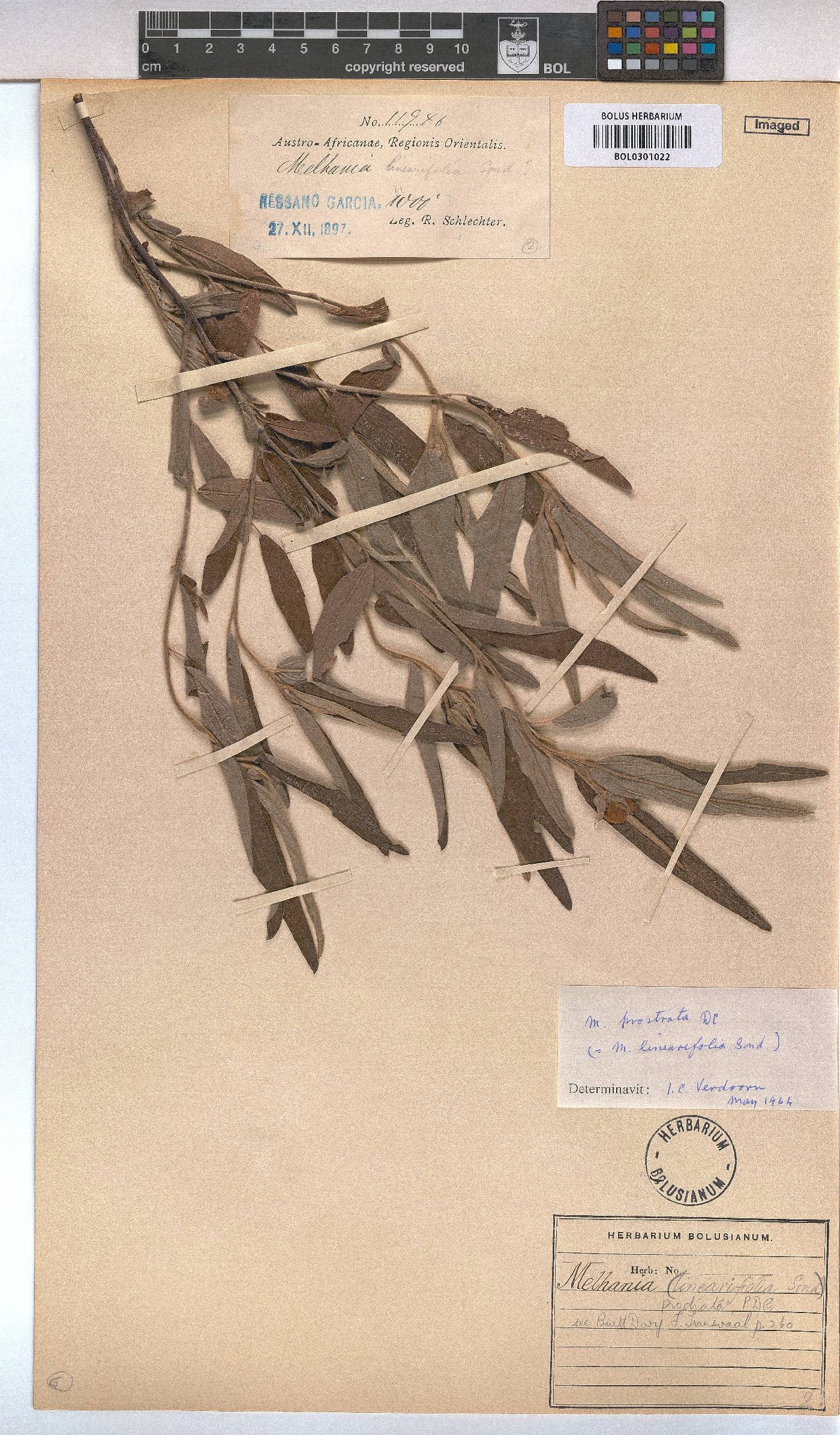 Melhania prostrata image