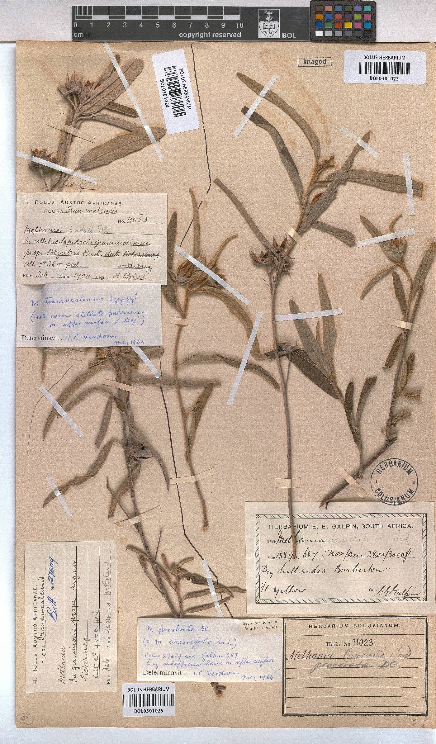 Melhania prostrata image