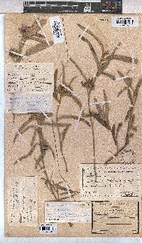 Melhania prostrata image