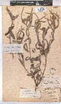 Melhania prostrata image