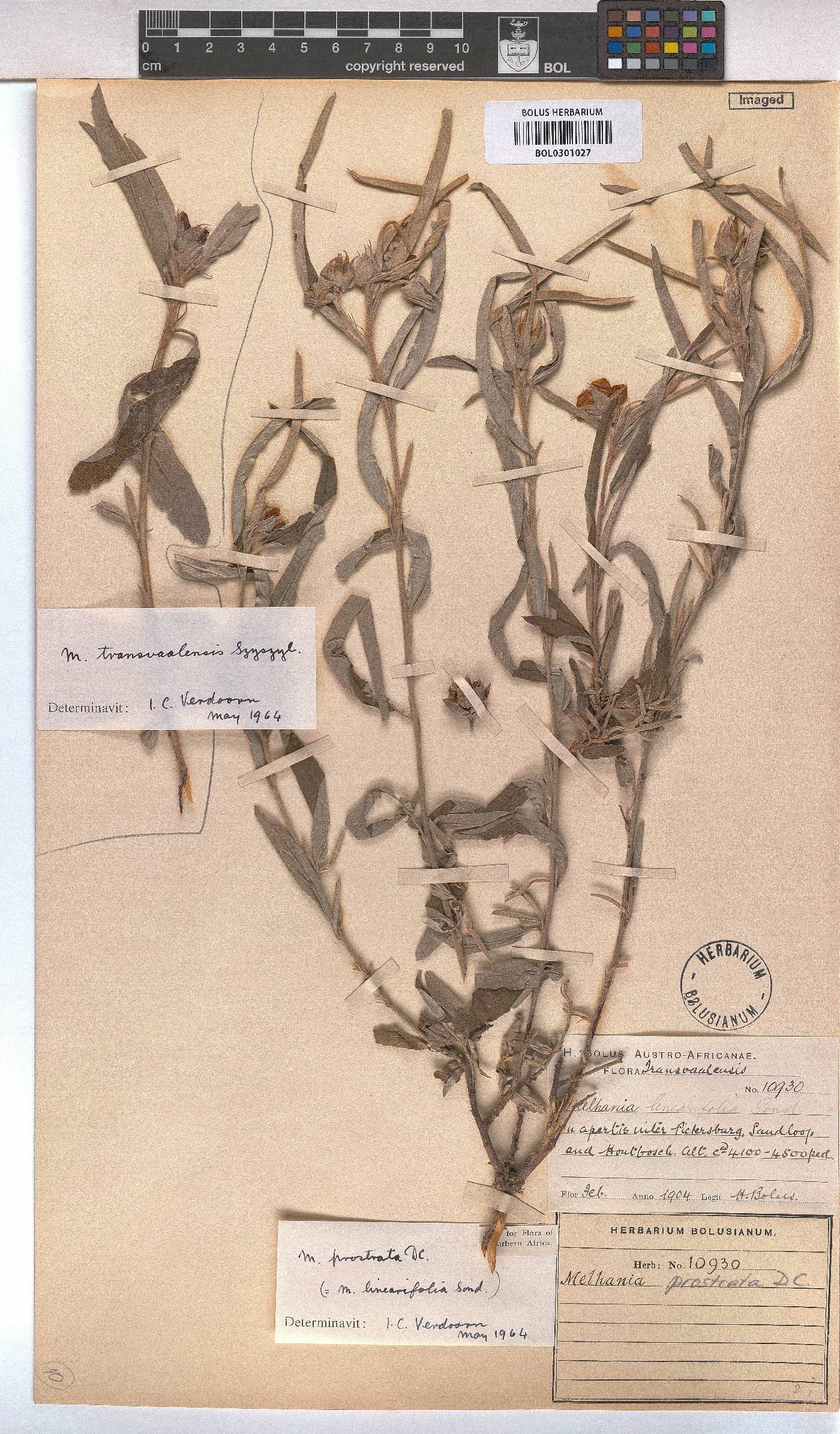 Melhania prostrata image