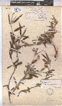Melhania prostrata image