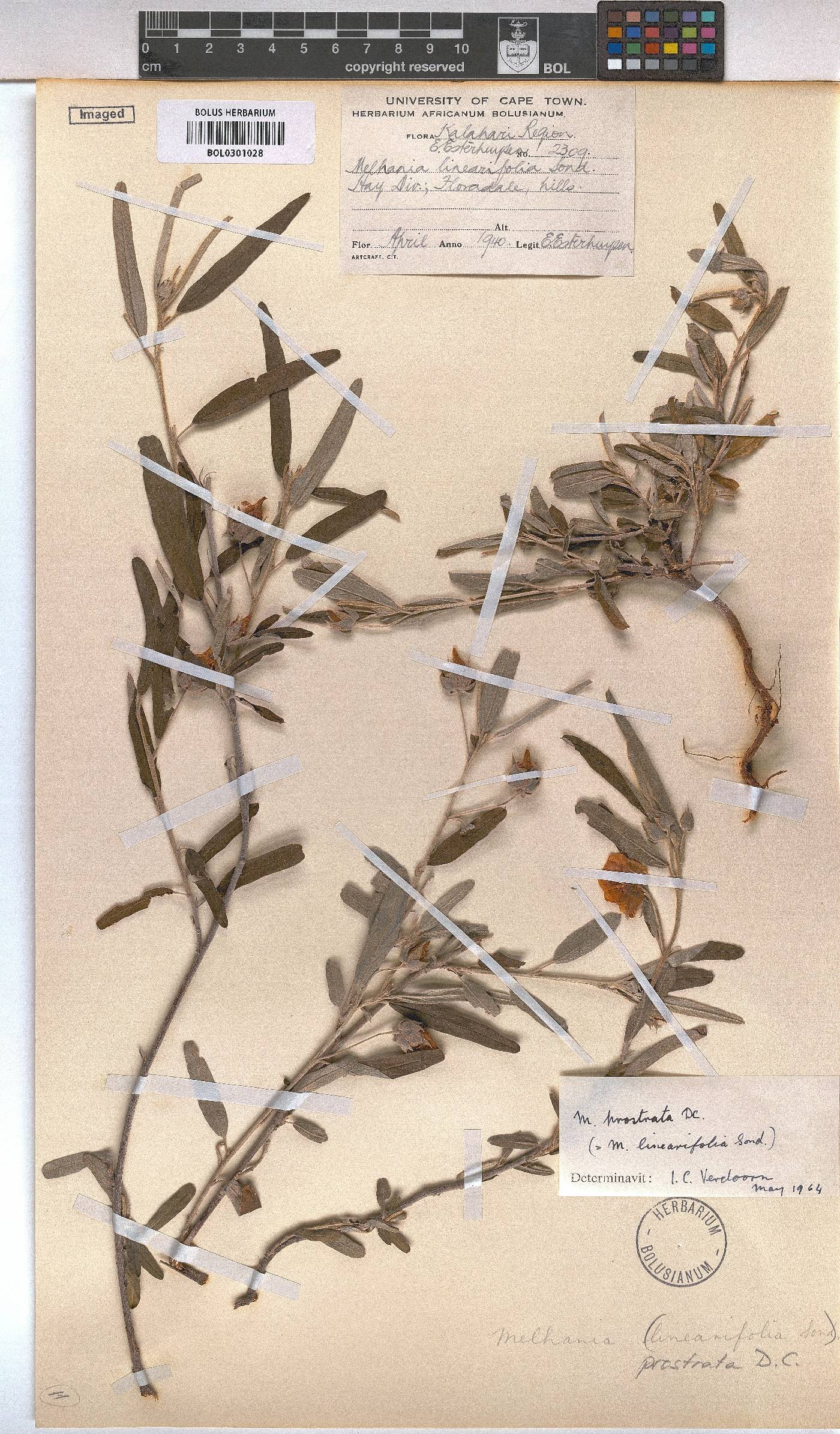 Melhania prostrata image